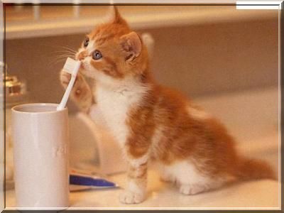 Chat roux et blanc ds trou 1  Chat Europeen Animal 